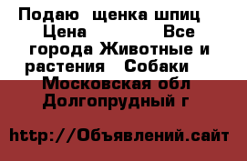 Подаю. щенка шпиц  › Цена ­ 27 000 - Все города Животные и растения » Собаки   . Московская обл.,Долгопрудный г.